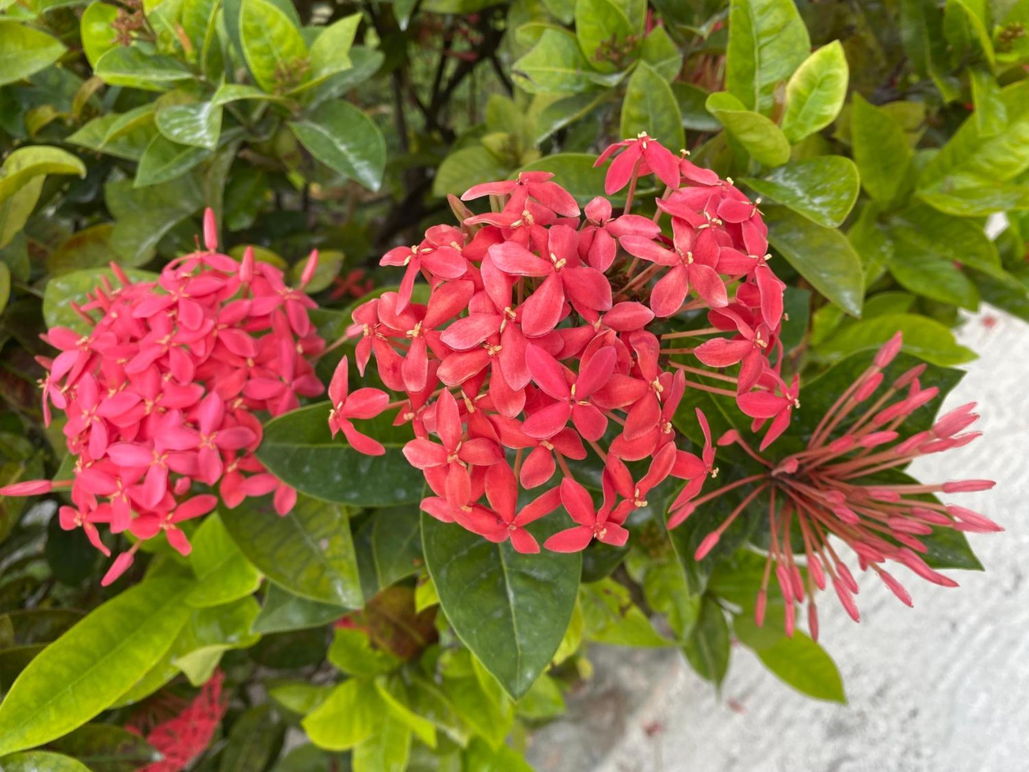 St. George'S Caye Resort Belize City Luaran gambar